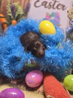 Perry , a male Miniature Dachshund for sale in Leoma, TN – Photo 2 of 7