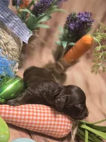 Perry , a male Miniature Dachshund for sale in Leoma, TN – Photo 5 of 7