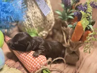 Perry , a male Miniature Dachshund for sale in Leoma, TN – Photo 7 of 7