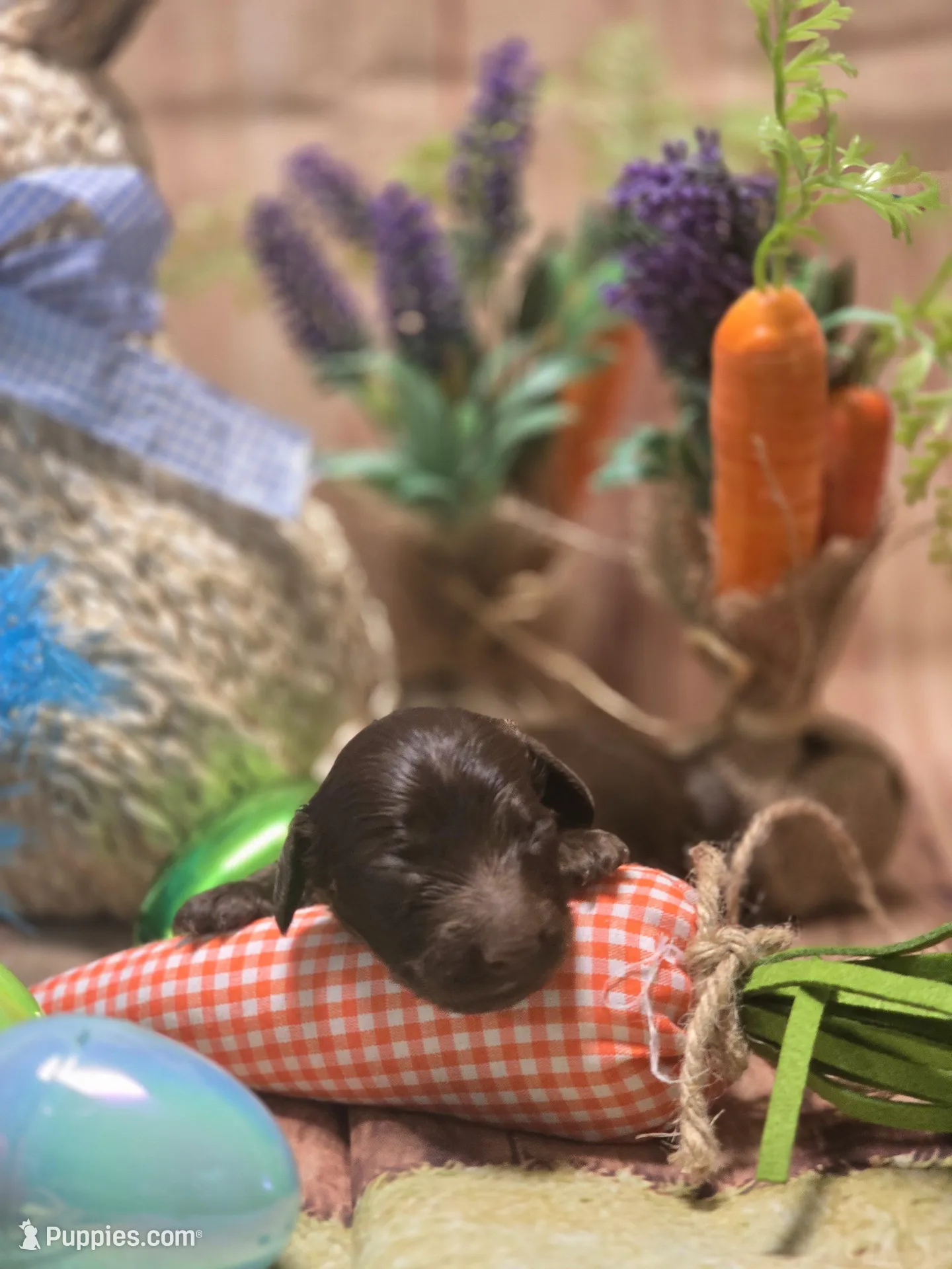 Perry , a male Miniature Dachshund for sale in Leoma, TN – Photo 6 of 7