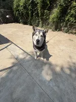 Luna , a female Alaskan Husky for sale in Pasadena, CA – 2 of 2