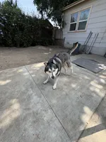 Luna , a female Alaskan Husky for sale in Pasadena, CA – 1 of 2