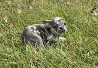 Fern, a female French Bulldog for sale in Belton, MO – 3 of 4