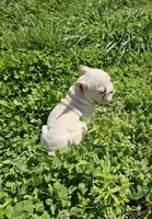 Chunk, a male French Bulldog for sale in Kansas City, MO – Photo 3 of 6