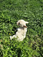 Chunk, a male French Bulldog for sale in Kansas City, MO – Photo 6 of 6