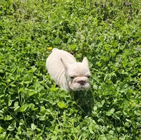 Chunk, a male French Bulldog for sale in Kansas City, MO – Photo 2 of 6