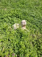 Chunk, a male French Bulldog for sale in Kansas City, MO – Photo 5 of 6