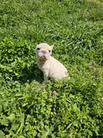 Chunk, a male French Bulldog for sale in Kansas City, MO – Photo 4 of 6