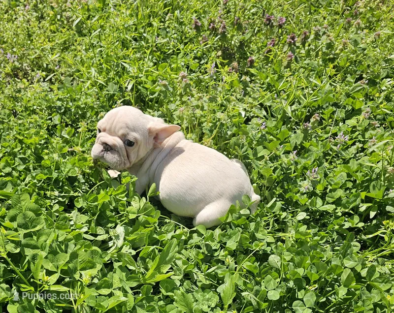 Chunk – French Bulldog puppy for sale in Kansas City, MO