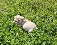 Chunk, a male French Bulldog for sale in Kansas City, MO – Photo 1 of 6