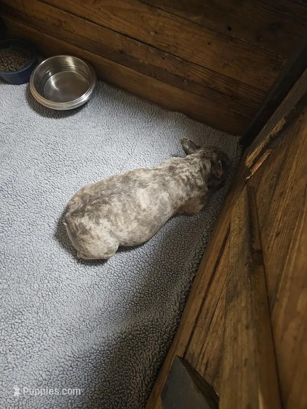 Pregnant/bred – French Bulldog puppy for sale in Kansas City, MO