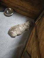 Pregnant/bred, a  French Bulldog for sale in Kansas City, MO – 1 of 2
