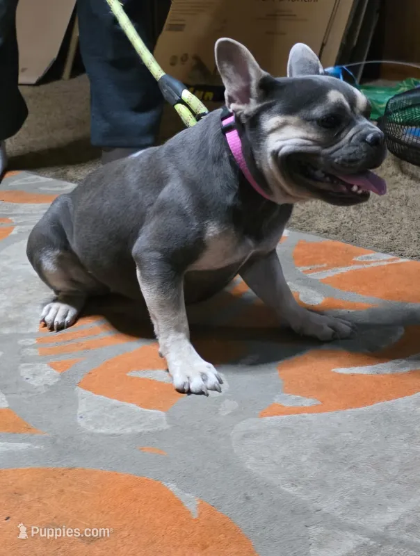 Storm – French Bulldog puppy for sale in Belton, MO