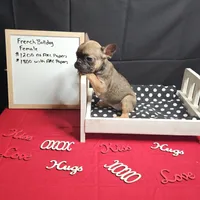 Pipper, a female French Bulldog for sale in Kansas City, MO – Photo 3 of 3