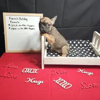 Pipper, a female French Bulldog for sale in Kansas City, MO – Photo 2 of 3