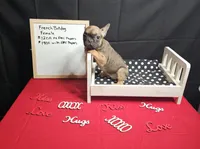 Pipper, a female French Bulldog for sale in El Dorado Springs, MO – Photo 2 of 3