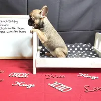 Pipper, a female French Bulldog for sale in Kansas City, MO – Photo 1 of 3
