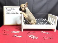 Pipper, a female French Bulldog for sale in El Dorado Springs, MO – Photo 1 of 3