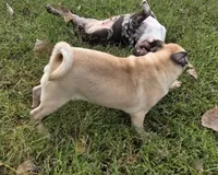 Frank, a male Pug for sale in Belton, MO – 3 of 3