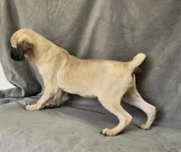 Luke, a male Pug for sale in Kansas City, MO – 2 of 5