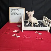 Snow, a female French Bulldog for sale in Kansas City, MO – Photo 3 of 5