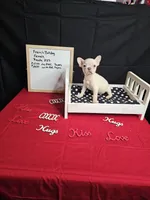 Snow, a female French Bulldog for sale in El Dorado Springs, MO – Photo 3 of 5