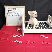 Snow, a female French Bulldog for sale in Kansas City, MO – Photo 2 of 5