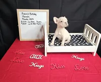 Snow, a female French Bulldog for sale in El Dorado Springs, MO – Photo 2 of 5