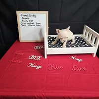 Snow, a female French Bulldog for sale in Kansas City, MO – Photo 5 of 5