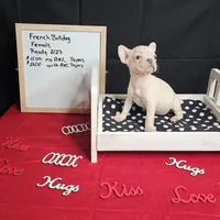 Snow, a female French Bulldog for sale in Kansas City, MO – Photo 1 of 5