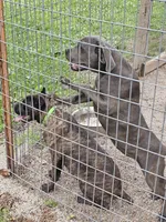 Lilth, a female Cane Corso for sale in Kansas City, MO – 5 of 5