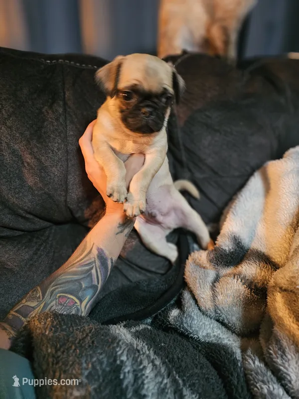 Frank – Pug puppy for sale in Kansas City, MO