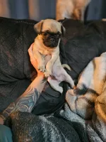 Frank, a male Pug for sale in Kansas City, MO – 1 of 5