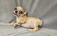 Wes, a male French Bulldog for sale in Kansas City, MO – 2 of 6