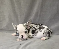 Ben, a male French Bulldog for sale in Kansas City, MO – 5 of 6