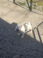 Hoss, a male French Bulldog for sale in Kansas City, MO – Photo 7 of 8