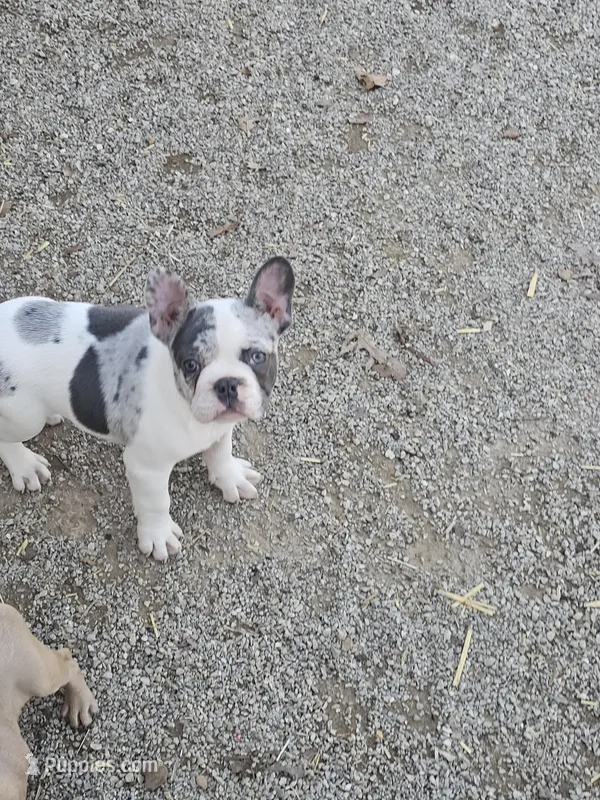 Hoss – French Bulldog puppy for sale in Kansas City, MO