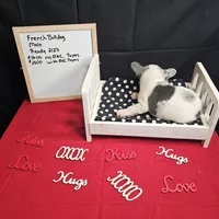 Hoss, a male French Bulldog for sale in Kansas City, MO – Photo 5 of 6