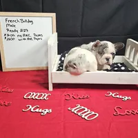 Hoss, a male French Bulldog for sale in Kansas City, MO – Photo 4 of 6