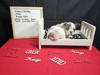 Hoss, a male French Bulldog for sale in El Dorado Springs, MO – Photo 4 of 6