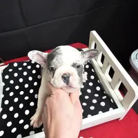 Hoss, a male French Bulldog for sale in Kansas City, MO – Photo 6 of 6