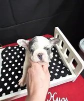 Hoss, a male French Bulldog for sale in El Dorado Springs, MO – Photo 6 of 6