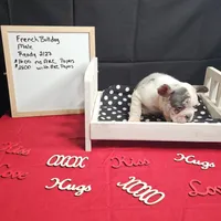 Hoss, a male French Bulldog for sale in Kansas City, MO – Photo 2 of 6