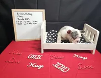 Hoss, a male French Bulldog for sale in El Dorado Springs, MO – Photo 2 of 6