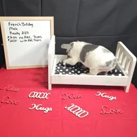 Hoss, a male French Bulldog for sale in Kansas City, MO – Photo 1 of 6