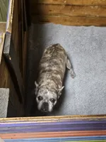 Pregnant/bred, a  French Bulldog for sale in Kansas City, MO – 2 of 2