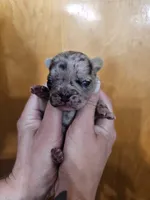 With 4 pups, a female French Bulldog for sale in Kansas City, MO – 4 of 5