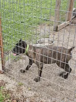 Abbadon, a female Cane Corso for sale in Kansas City, MO – 5 of 5