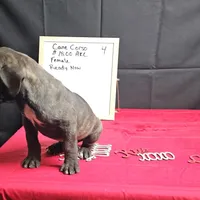 Trish, a female Cane Corso for sale in Kansas City, MO – Photo 7 of 8