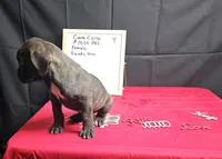 Trish, a female Cane Corso for sale in El Dorado Springs, MO – Photo 7 of 8